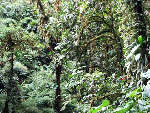 Santa Elena Cloud Forest Reserve Info, maps and links