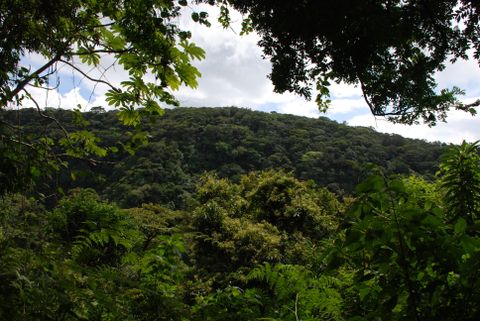 Monteverde Conservation League