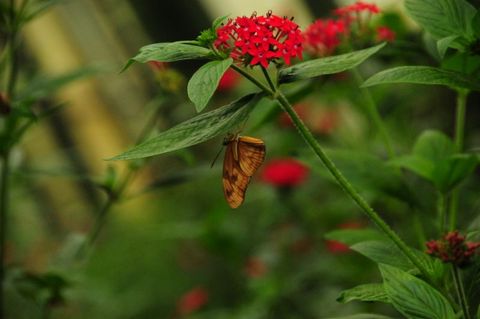 Selvatura Hummingbird Garden