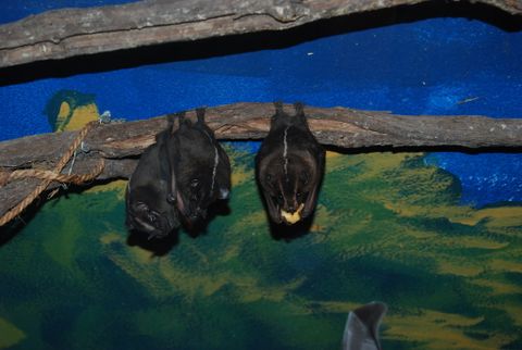 Bat Jungle Exhibit