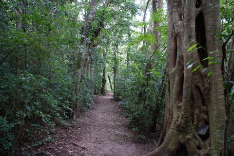 Monteverde Conservation League