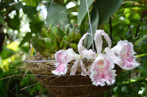 Monteverde Orchid Garden Tour