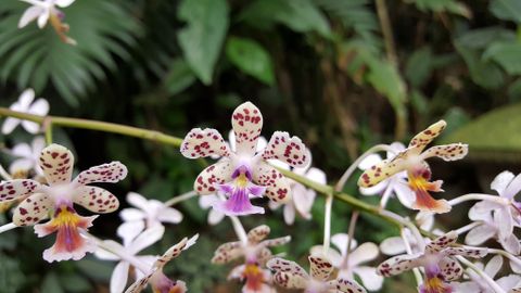 Monteverde Orchid Garden Tour  Monteverde Costa Rica