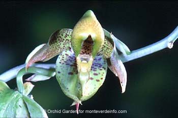 Monteverde, Costa Rica Orchid Garden Photo Gallery