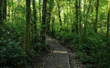 Cloud forests of Monteverde